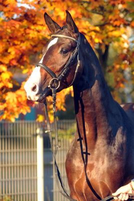 Trakehner Stallion Grand Corazn by Symont out of Pr.a.StPrSt. Guendalina by Red Patrick xx  - Trakehner Gestt Hmelschenburg