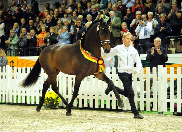 His Moment von Millenium - Le Rouge - Foto: Beate Langels - Trakehner Gestüt Hämelschenburg
