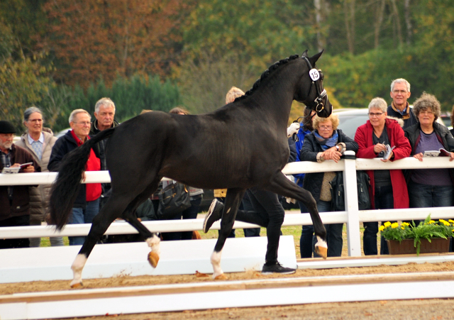 Grappa Nero von Imhotep u.d. Gracia Patricia v. Alter Fritz u.d. Elitestute Gloriette v. Kostolany - Foto: Beate Langels - 
Gestt Schplitz
