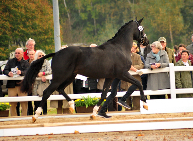 Grappa Nero von Imhotep u.d. Gracia Patricia v. Alter Fritz u.d. Elitestute Gloriette v. Kostolany - Foto: Beate Langels - 
Gestt Schplitz