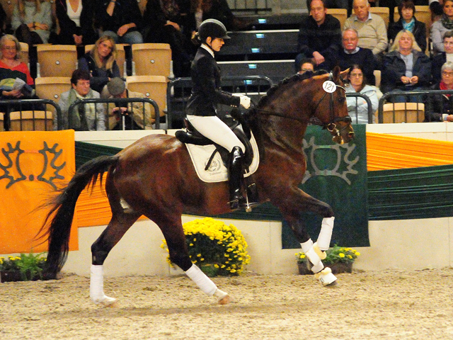 High Motion v. Saint Cyr - Trakehner Gestt Hmelschenburg - 30. Januar 2019 - copyright by Beate Langels