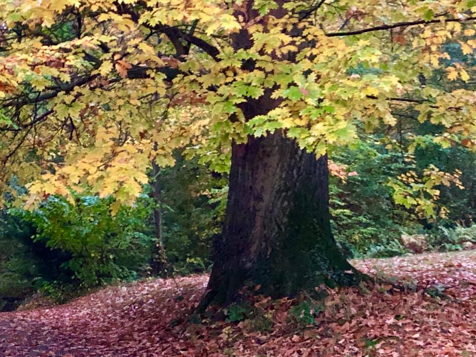 23. Oktober 2020 -  Foto: Beate Langels - Trakehner Gestt Hmelschenburg