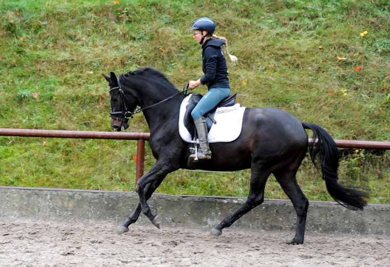 Kaiserglck (3jhrig) - Trakehner Gestt Hmelschenburg - Foto: Beate Langels