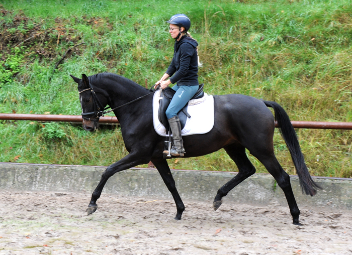 Kaiserglck (3jhrig) - Trakehner Gestt Hmelschenburg - Foto: Beate Langels