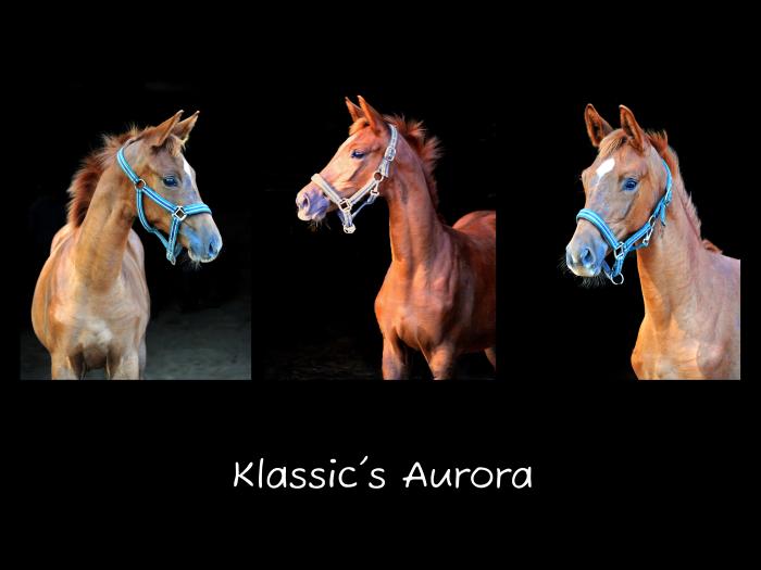 Stutfohlen von His Moment u.d. Prmien- u. Staatsprmienstute Klassic Motion v. High Motion - 
Trakehner Gestt Hmelschenburg - Foto: Langels