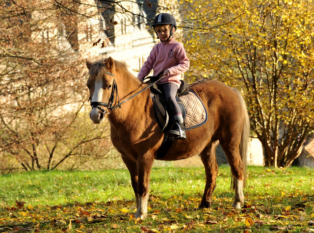 Cinja und Greta - Foto: Beate Langels - Trakehner Gestt Hmelschenburg