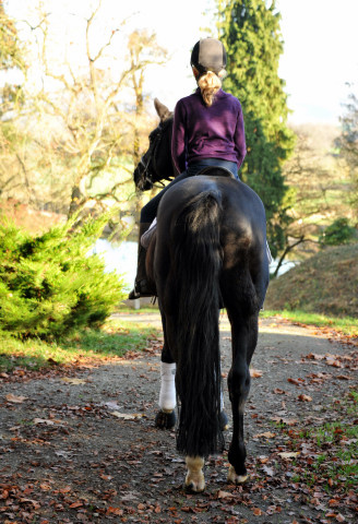 Alter Fritz und Pauline - Foto: Beate Langels - Trakehner Gestt Hmelschenburg