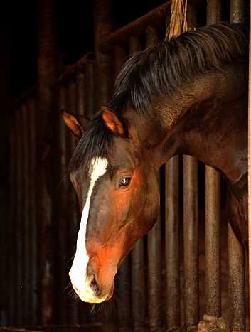 Shavalou - Foto: Beate Langels - Trakehner Gestt Hmelschenburg