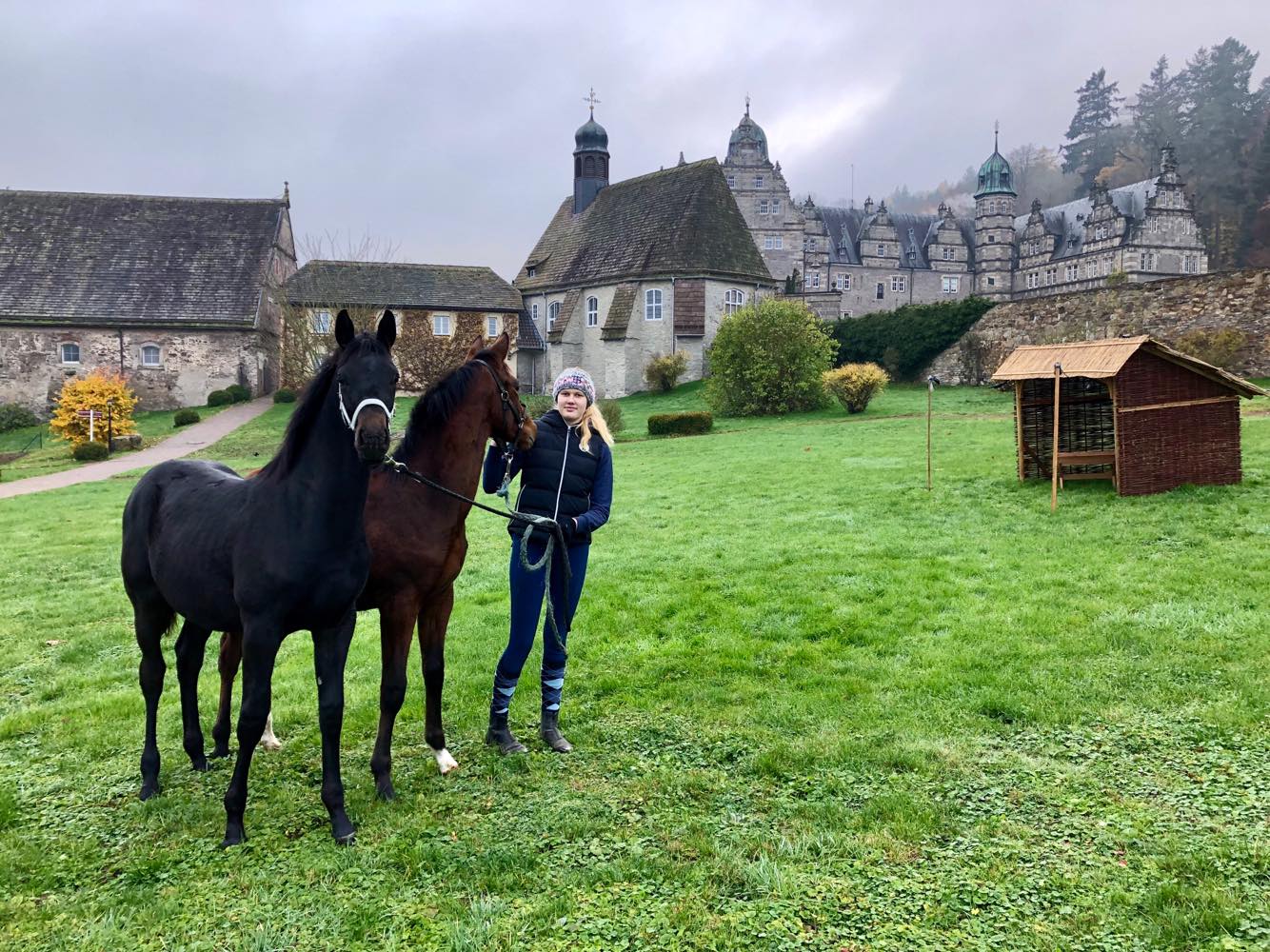 Hengstfohlen von Saint Cyr und High Motion - Foto: Beate Langels