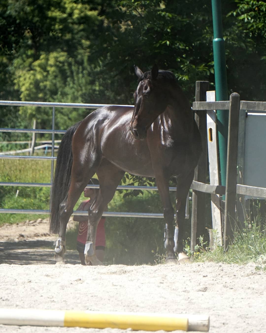 Trakehner Stute Kill it Kirina von Exclusiv x Bethel xx, Foto: Beate Langels, Trakehner Gestt Hmelschenburg