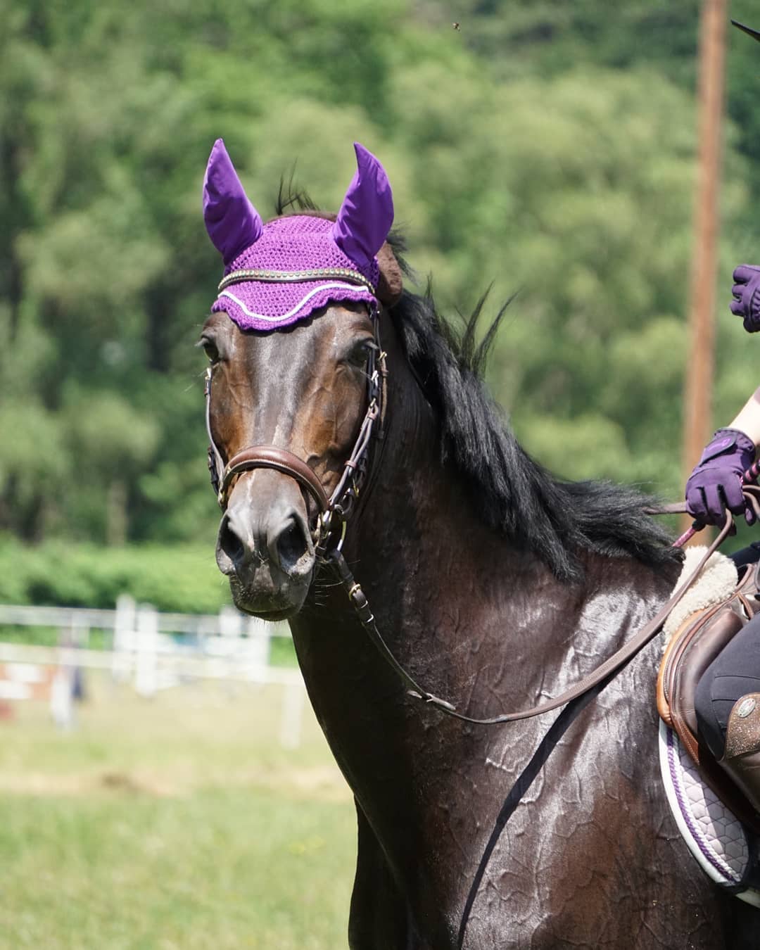 Trakehner Stute Kill it Kirina von Exclusiv x Bethel xx, Foto: Beate Langels, Trakehner Gestt Hmelschenburg