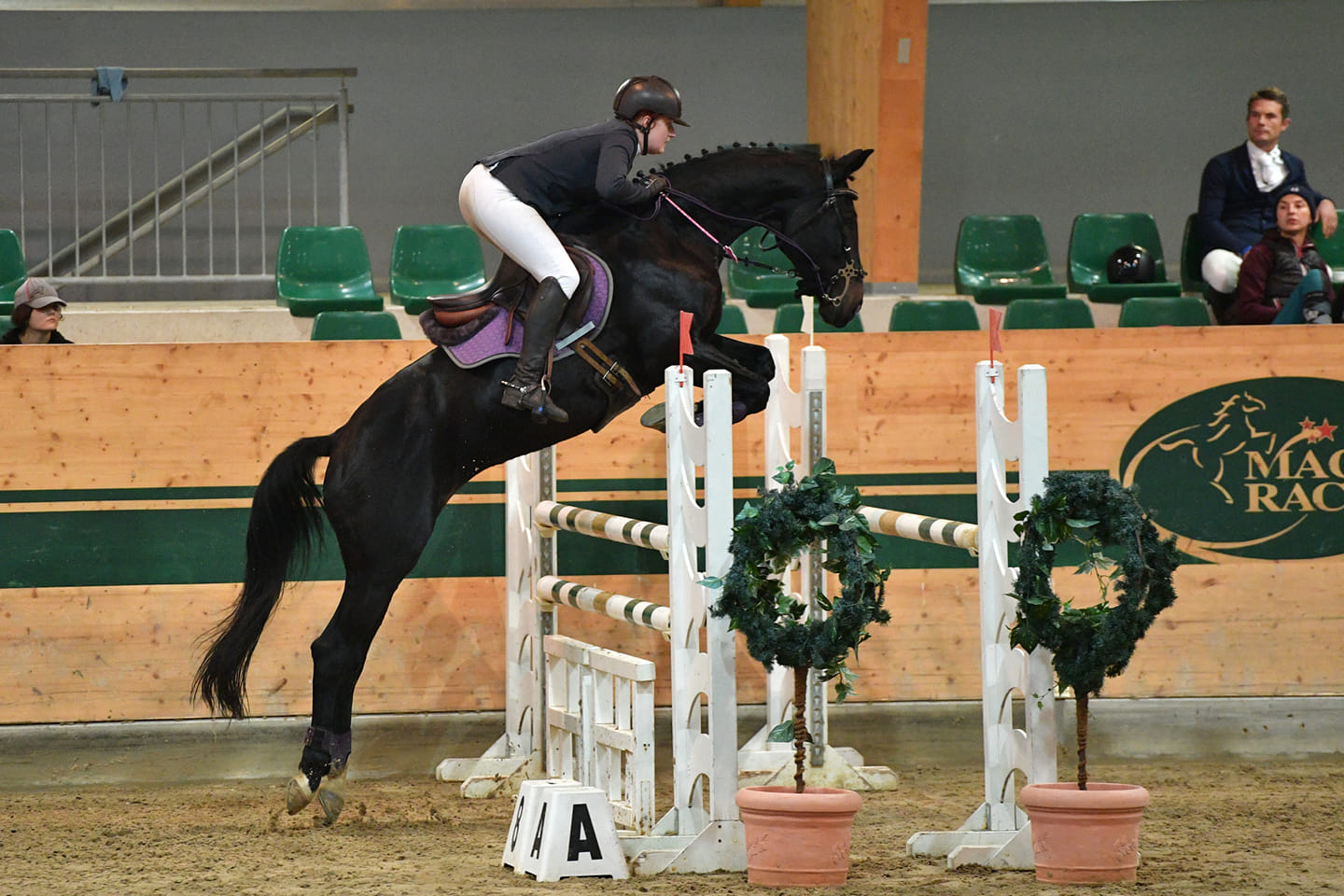 Trakehner Stute Kill it Kirina von Exclusiv x Bethel xx, Foto: Beate Langels, Trakehner Gestt Hmelschenburg