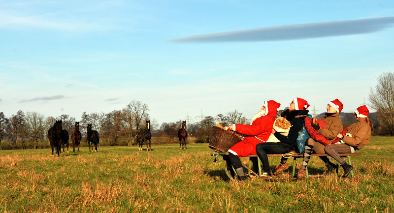 Weihnachtszeit im Trakehner Gestt Hmelschenburg - Foto: Beate Langels