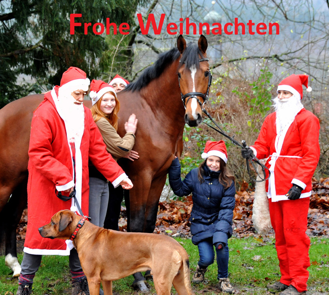 High Motion von Saint Cyr - Gestt Hmelschenburg - Weihnachten Dezember 2014, Foto: Beate Langels, 
Trakehner Gestt Hmelschenburg - Beate Langels