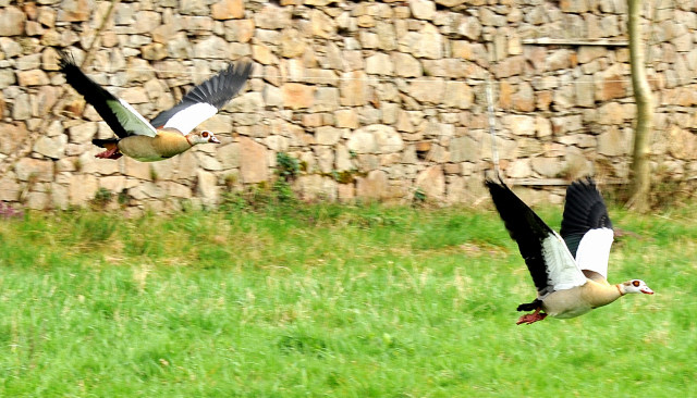 Nilgnse - im Gestt Hmelschenburg - Foto Beate Langels