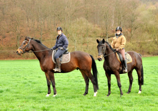 Savinelli und Kisangani - im Gestt Hmelschenburg - Foto Beate Langels