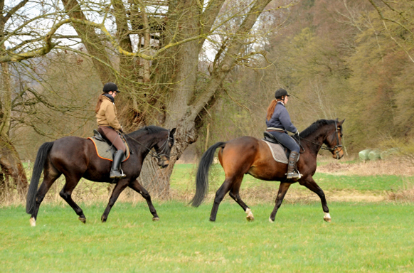 Savinelli und Kisangani - im Gestt Hmelschenburg - Foto Beate Langels