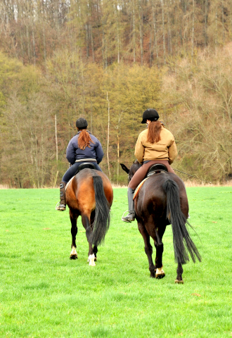  - im Gestt Hmelschenburg - Foto Beate Langels