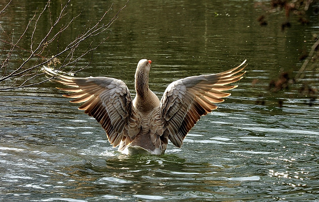  - im Gestt Hmelschenburg - Foto Beate Langels