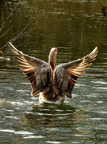  - im Gestt Hmelschenburg - Foto Beate Langels