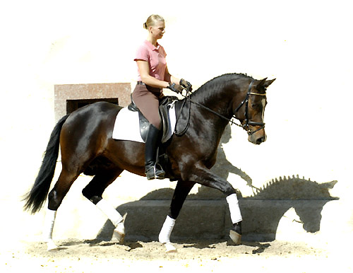 Trakehner Pr�mienhengst SAINT CYR von Kostolany u.d. Elitestute Schwalbenspiel v. Exclusiv - Foto: Beate Langels - Trakehner Gest�t H�melschenburg