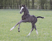 Trakehner Hengstfohlen von Saint Cyr u.d. x Friedensfrst - Foto: Luisa Klein