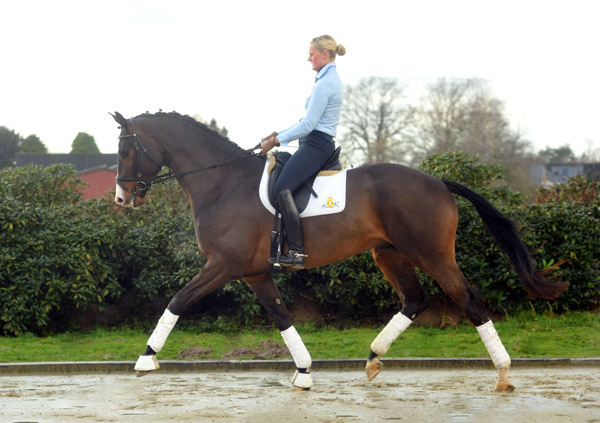 3jhriger Trakehner Hengst Grand Corazon v. Symont x Red Patrick xx geritten von Kira Ripphoff - Foto: Beate Langels - Trakehner Gestt Hmelschenburg