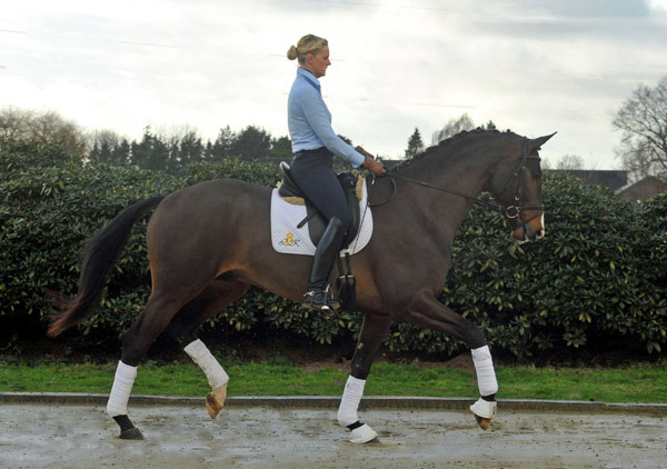 3jhriger Trakehner Hengst Grand Corazon v. Symont x Red Patrick xx geritten von Kira Ripphoff - Foto: Beate Langels - Trakehner Gestt Hmelschenburg