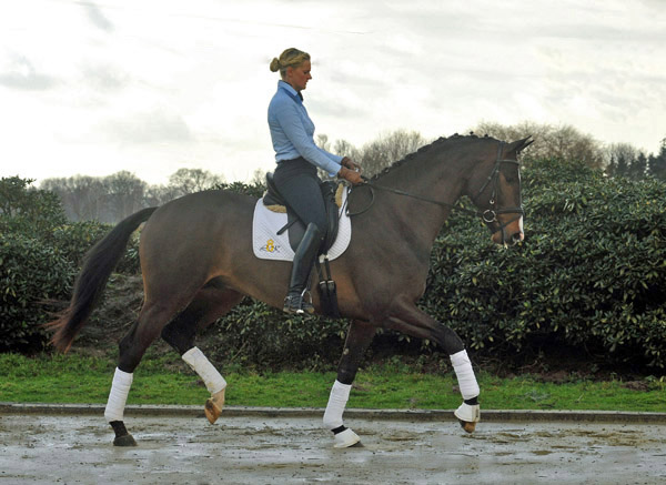 3jhriger Trakehner Hengst Grand Corazon v. Symont x Red Patrick xx geritten von Kira Ripphoff - Foto: Beate Langels - Trakehner Gestt Hmelschenburg