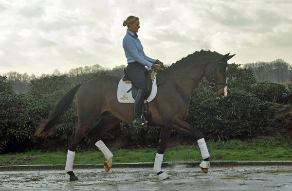 3jhriger Trakehner Hengst Grand Corazon v. Symont x Red Patrick xx geritten von Kira Ripphoff - Foto: Beate Langels - Trakehner Gestt Hmelschenburg