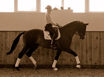 3jhriger Trakehner Hengst Grand Corazon v. Symont x Red Patrick xx geritten von Kira Ripphoff - Foto: Beate Langels - Trakehner Gestt Hmelschenburg