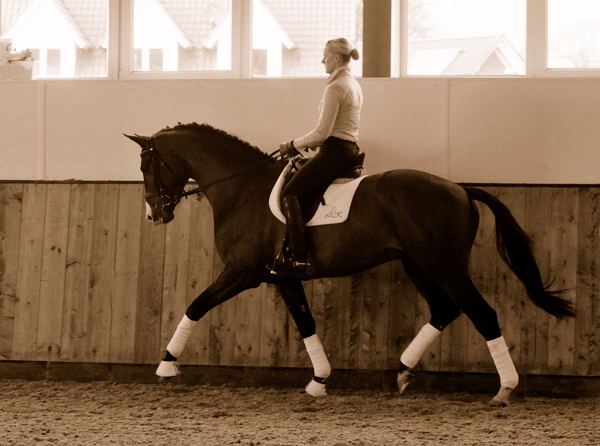 3jhriger Trakehner Hengst Grand Corazon v. Symont x Red Patrick xx geritten von Kira Ripphoff - Foto: Beate Langels - Trakehner Gestt Hmelschenburg