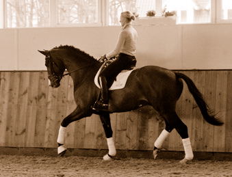 3jhriger Trakehner Hengst Grand Corazon v. Symont x Red Patrick xx geritten von Kira Ripphoff - Foto: Beate Langels - Trakehner Gestt Hmelschenburg
