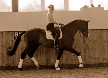 3jhriger Trakehner Hengst Grand Corazon v. Symont x Red Patrick xx geritten von Kira Ripphoff - Foto: Beate Langels - Trakehner Gestt Hmelschenburg
