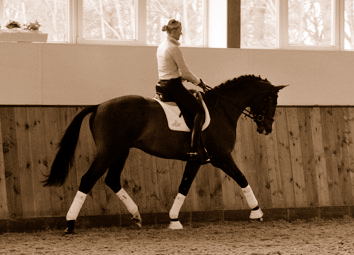3jhriger Trakehner Hengst Grand Corazon v. Symont x Red Patrick xx geritten von Kira Ripphoff - Foto: Beate Langels - Trakehner Gestt Hmelschenburg