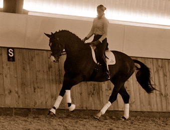 3jhriger Trakehner Hengst Grand Corazon v. Symont x Red Patrick xx geritten von Kira Ripphoff - Foto: Beate Langels - Trakehner Gestt Hmelschenburg