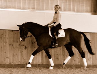 3jhriger Trakehner Hengst Grand Corazon v. Symont x Red Patrick xx geritten von Kira Ripphoff - Foto: Beate Langels - Trakehner Gestt Hmelschenburg