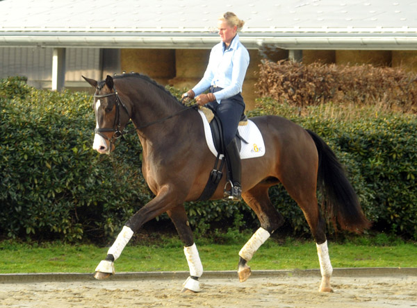 3jhriger Trakehner Hengst Grand Corazon v. Symont x Red Patrick xx geritten von Kira Ripphoff - Foto: Beate Langels - Trakehner Gestt Hmelschenburg