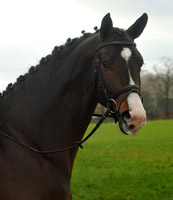 Trakehner Colt Grand Corazn by Symont out of Pr.a.St.Pr.St. Guendalina by Red Patrick - Foto: Beate Langels