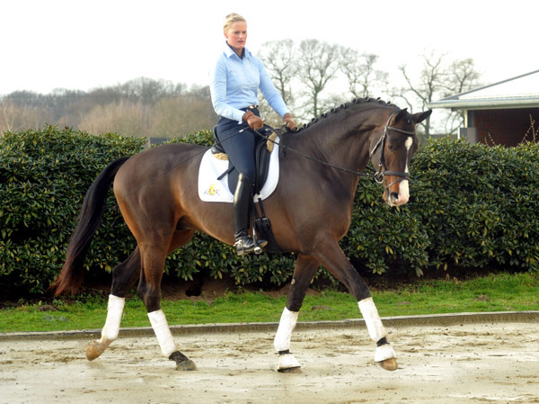 3jhriger Trakehner Hengst Grand Corazon v. Symont x Red Patrick xx geritten von Kira Ripphoff - Foto: Beate Langels - Trakehner Gestt Hmelschenburg