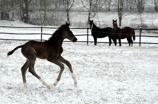 Trakehner colt by Saint Cyr out of Premiummare Greta Garbo by  Alter Fritz, Gestt Hmelschenburg - Beate Langels