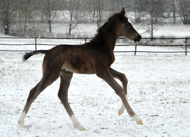 Trakehner colt by Saint Cyr out of Premiummare Greta Garbo by  Alter Fritz, Gestt Hmelschenburg - Beate Langels