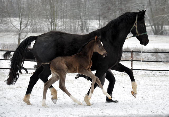 Trakehner colt by Saint Cyr out of Premiummare Greta Garbo by  Alter Fritz, Gestt Hmelschenburg - Beate Langels