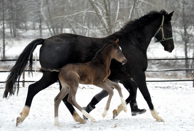 Trakehner colt by Saint Cyr out of Premiummare Greta Garbo by  Alter Fritz, Gestt Hmelschenburg - Beate Langels