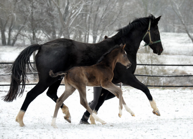 Trakehner colt by Saint Cyr out of Premiummare Greta Garbo by  Alter Fritz, Gestt Hmelschenburg - Beate Langels