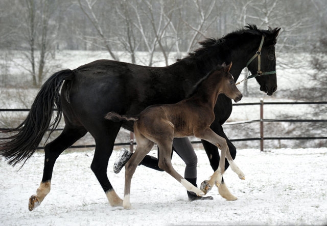 Trakehner colt by Saint Cyr out of Premiummare Greta Garbo by  Alter Fritz, Gestt Hmelschenburg - Beate Langels