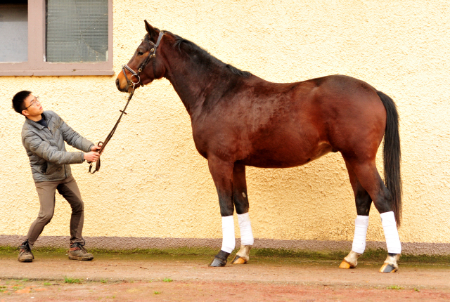 Klassic Summer v. Summertime - Trakehner Gestt Hmelschenburg 24. Januar 2018 - Foto: Beate Langels