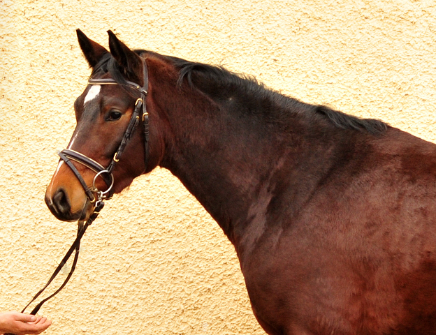 Klassic Summer v. Summertime - Trakehner Gestt Hmelschenburg 24. Januar 2018 - Foto: Beate Langels