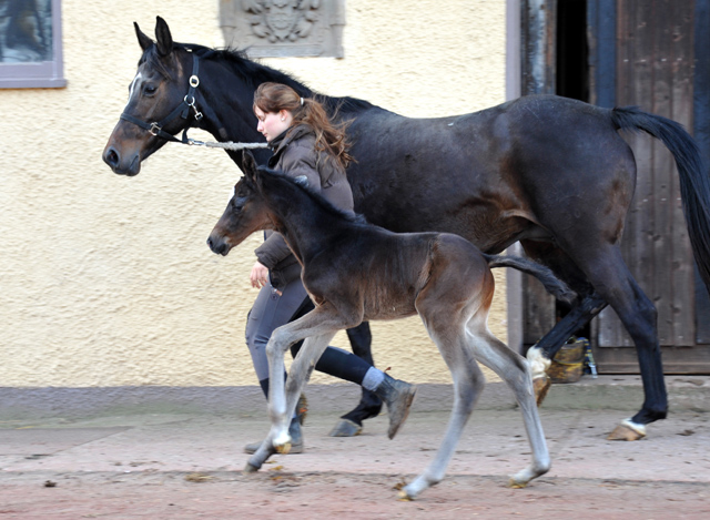 Trakehner colt by Kostolany out of Premiummare Schwalbenfeder by Summertime - Foto: Beate Langels