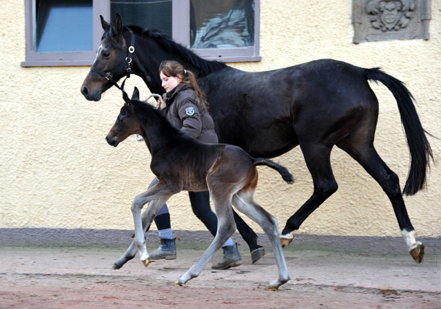 Trakehner Hengstfohlen von Kostolany u.d. Schwalbenfeder v. Summertime - Foto: Beate Langels